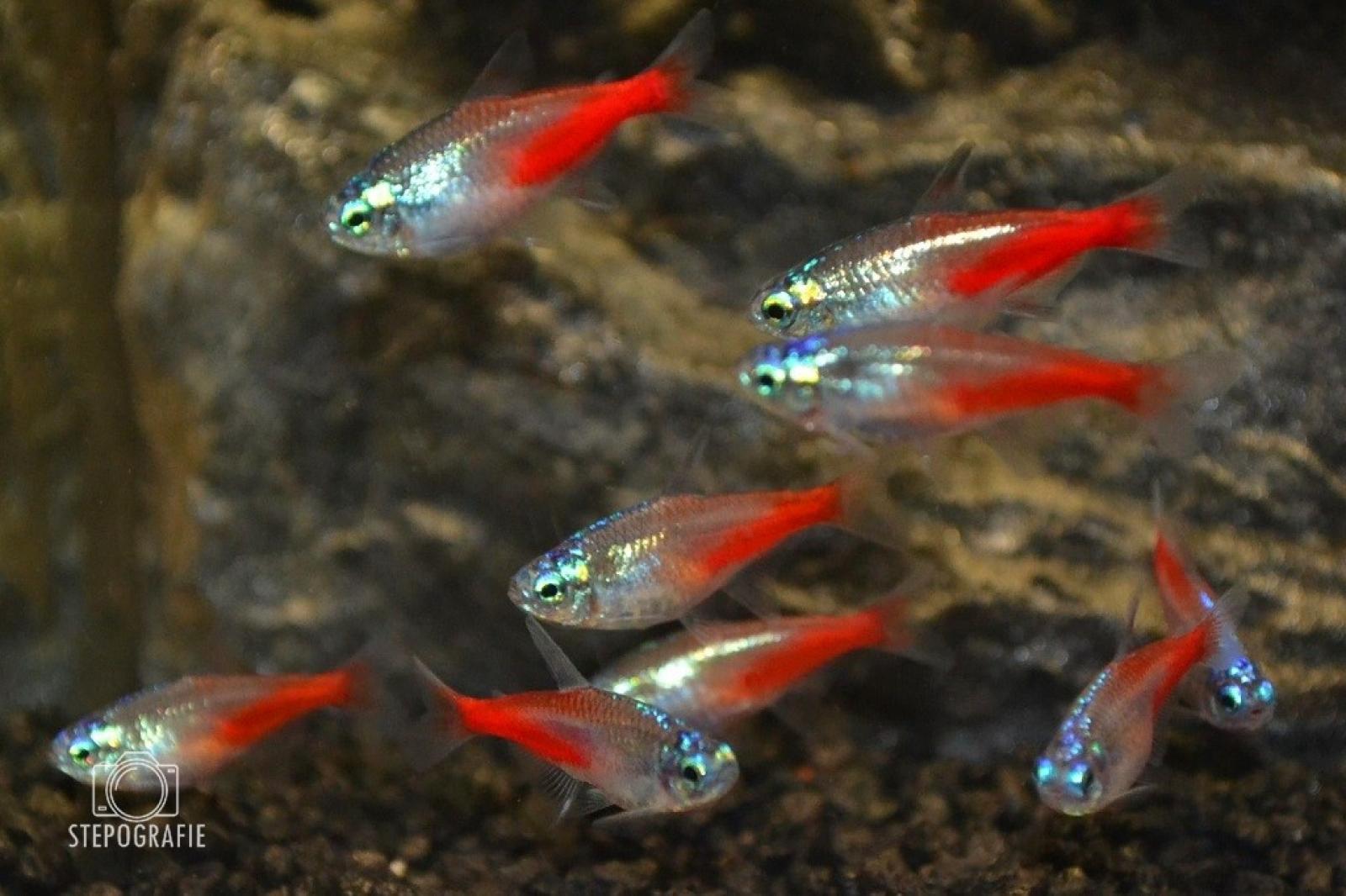 Neon Tetra Diamant in einer Gruppe im Aquarium