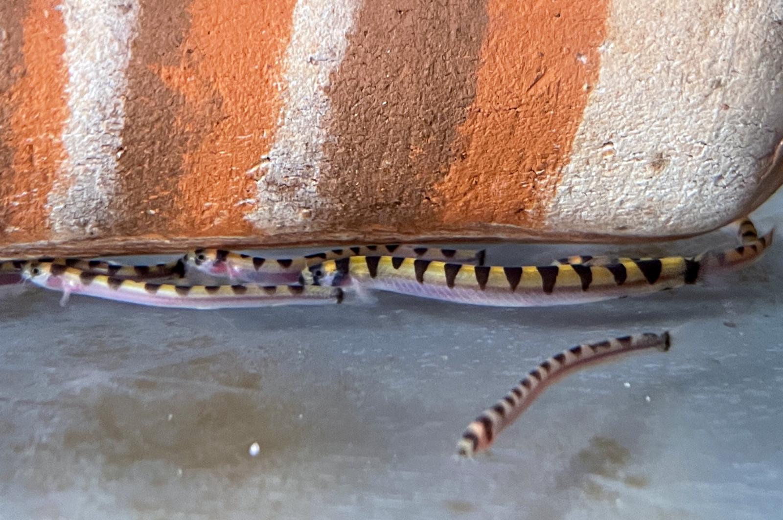 Zwergdornauge - Pangio cuneovirgata 