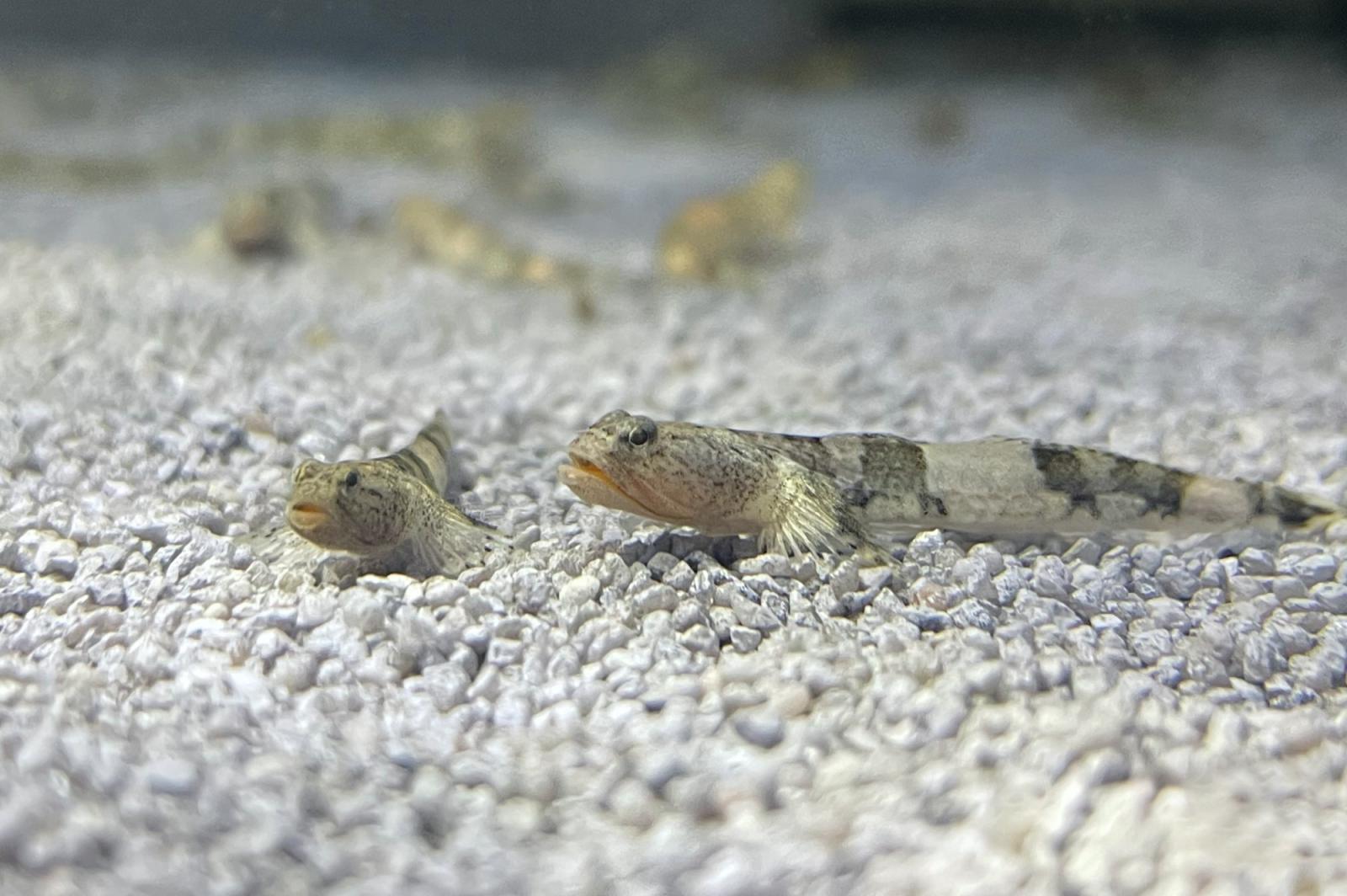 Drachengrundel - Schismatogobius risdawatiae auf hellem Untergrund