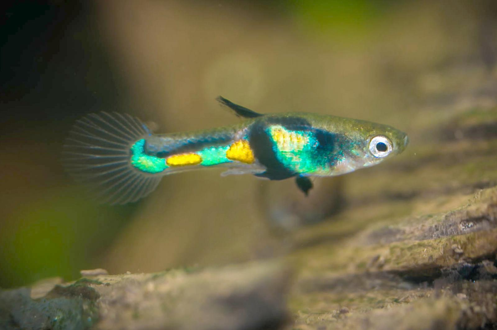 Endler Guppy El Tigre - Poecilia wingei von der Seite aufgenommen