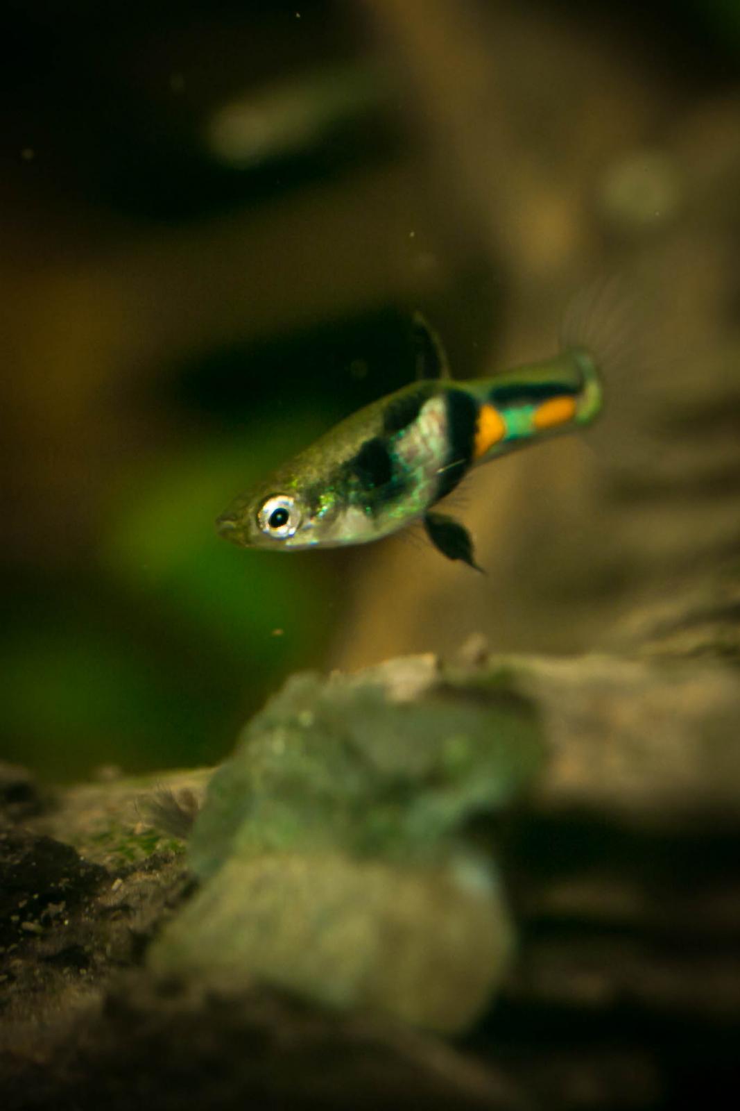 Endler Guppy El Tigre - Poecilia wingei im Aquarium