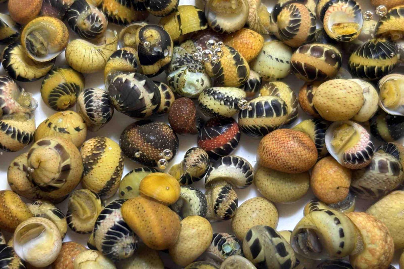 Fancy Geweihschnecke, Clithon sowerbyanum kleine Schönheiten gegen Algen im Aquarium