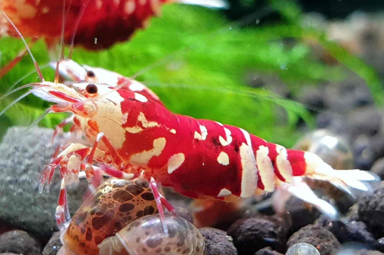 Red Tiger aus der Zucht von Vinfish