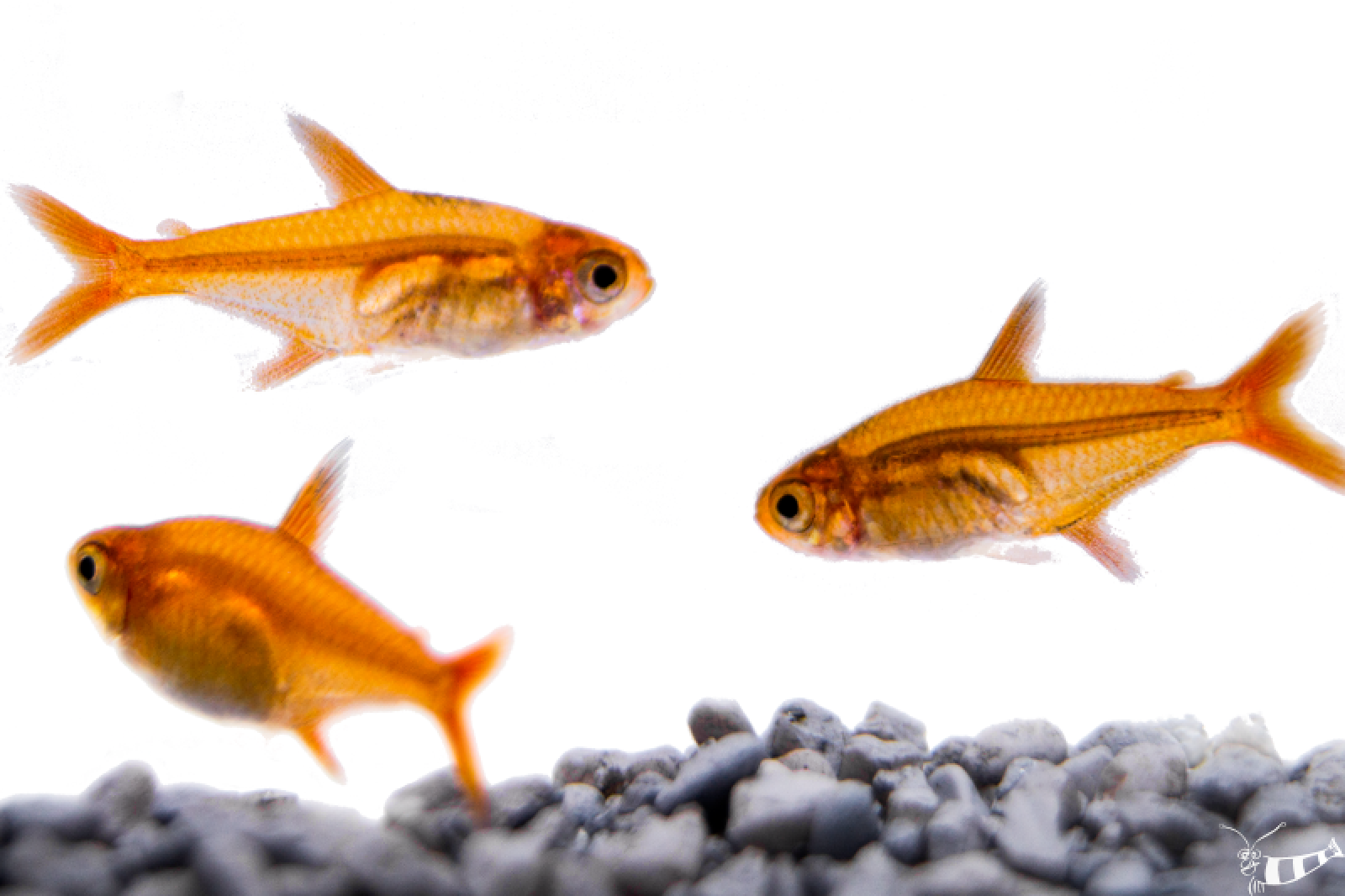 Feuertetra oder Funkensalmler, Hyphessobrycon amandae als Dreiergruppe