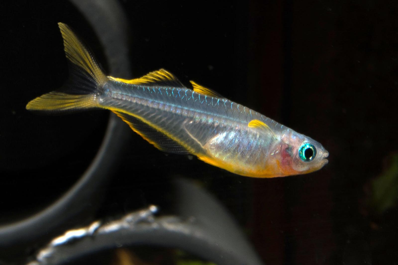 Gabelschwanz Blauauge/Regenbogenfisch - Pseudomugil furcatus Männchen