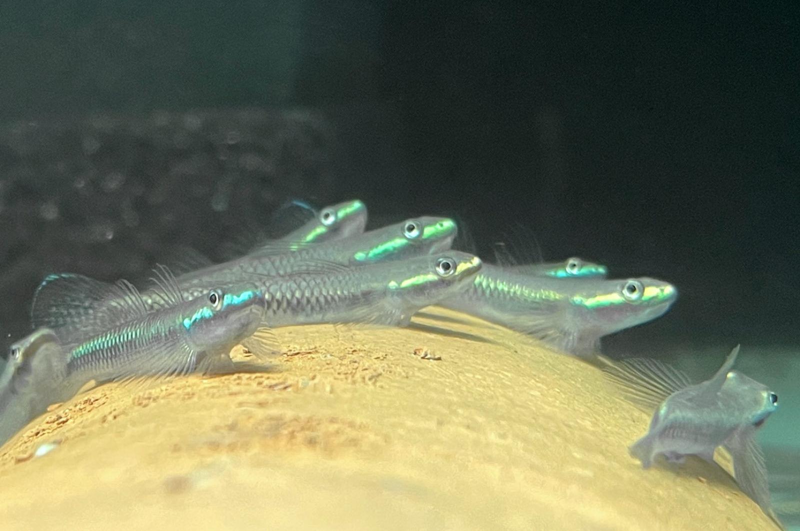 Gruppenbild von: Neonblaue Algengrundel - Neongrundel - Stiphodon atropurpureus
