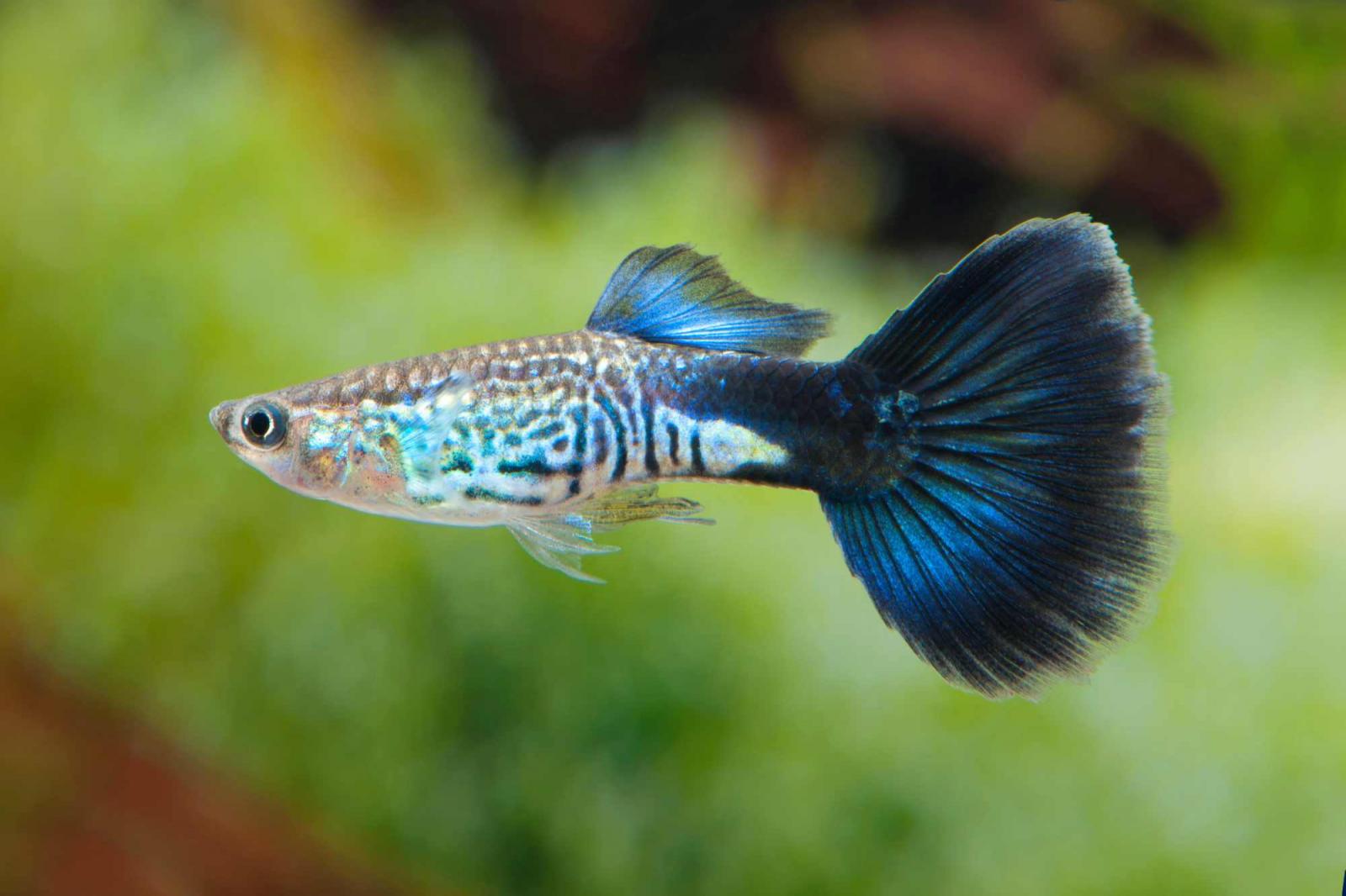 Guppy Blue Cobra - Poecilia reticulata Männchen mit großem Schwanz und toller Färbung