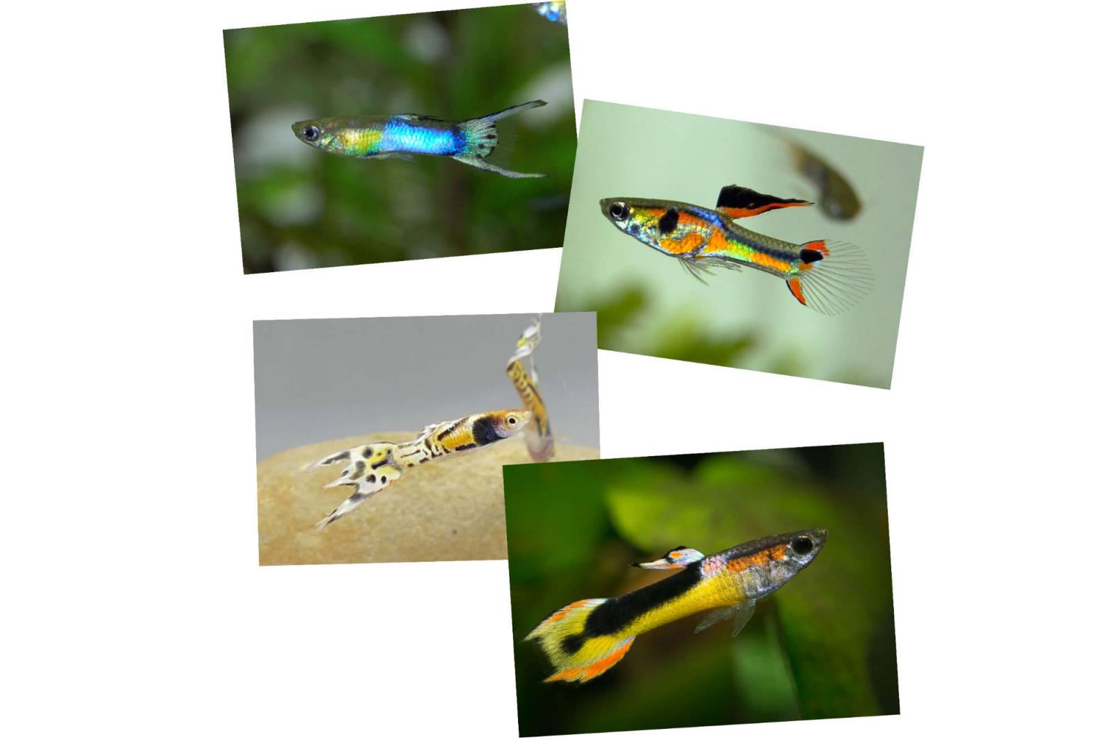 Endler Guppy Mix - Poecilia wingei - ein Mix aus unseren eigenen Nachzuchten