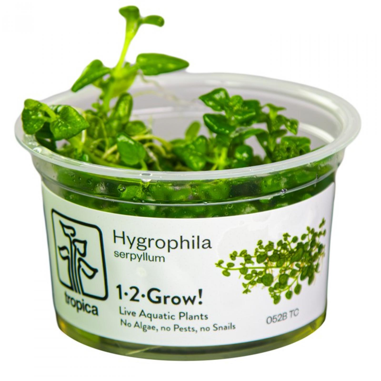 Hygrophila serpyllum - Tropica 1-2-Grow, im Becher.