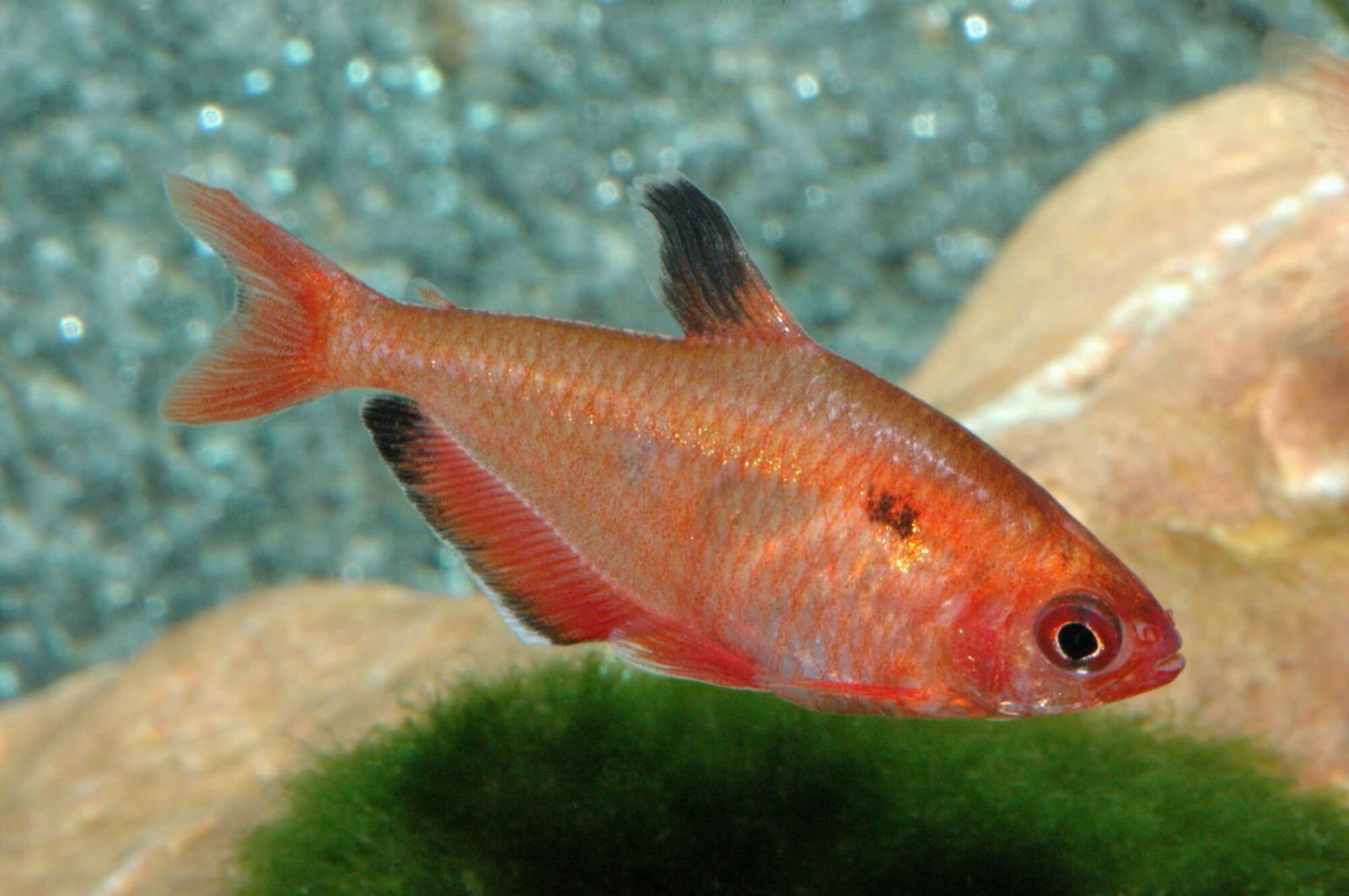 Blutsalmler,  Minorsalmler, Hyphessobrycon minor ein schöner roter Salmler