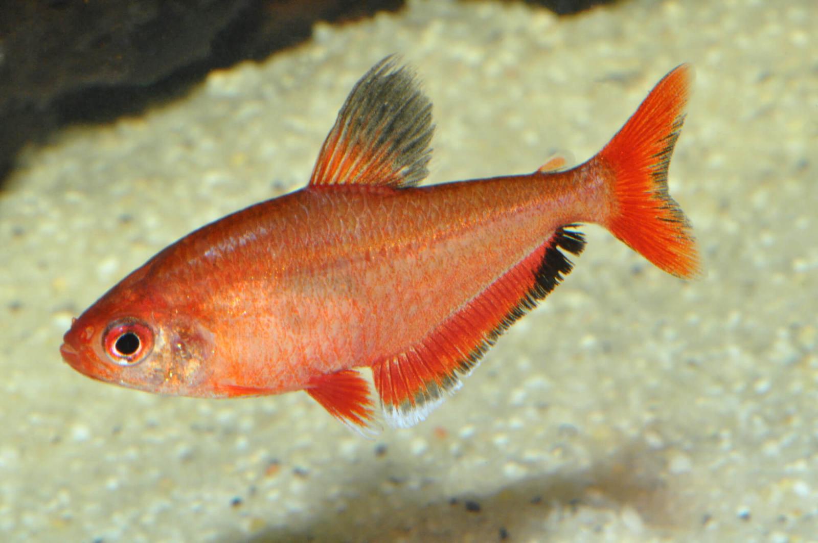 Blutsalmler im Aquarium vor hellem Hintergrund