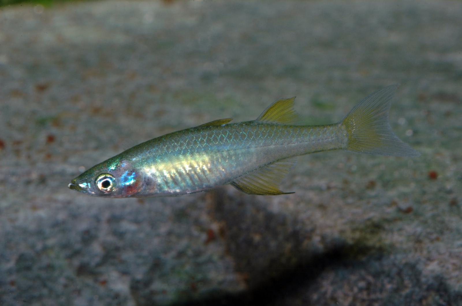 Filigran-Regenbogenfisch - Prachtregenbogenfisch - Iriatherina werneri, weibchen im Aquarium