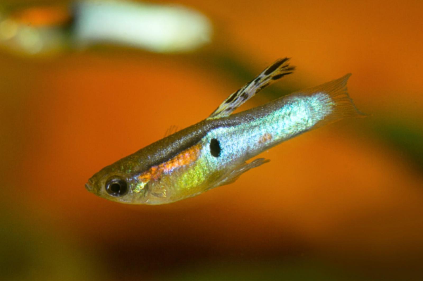 Endler Guppy Japan Blue - Poecilia wingei Männchen mit der schönen blauen Flanke