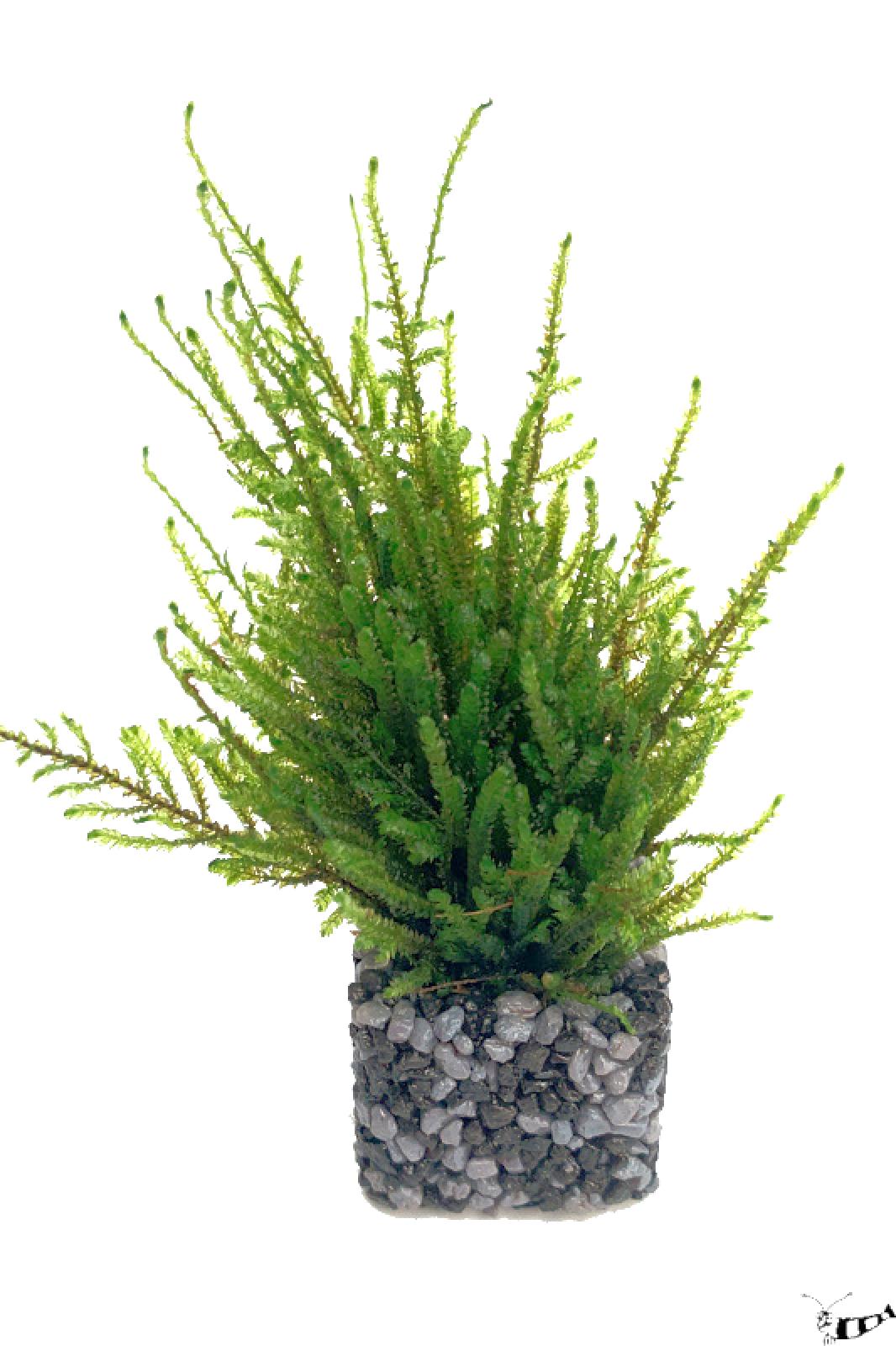 avamoos - Taxiphyllum barbieri im Pflanztöpfchen, fertig für den Einsatz in deinem Aquarium.