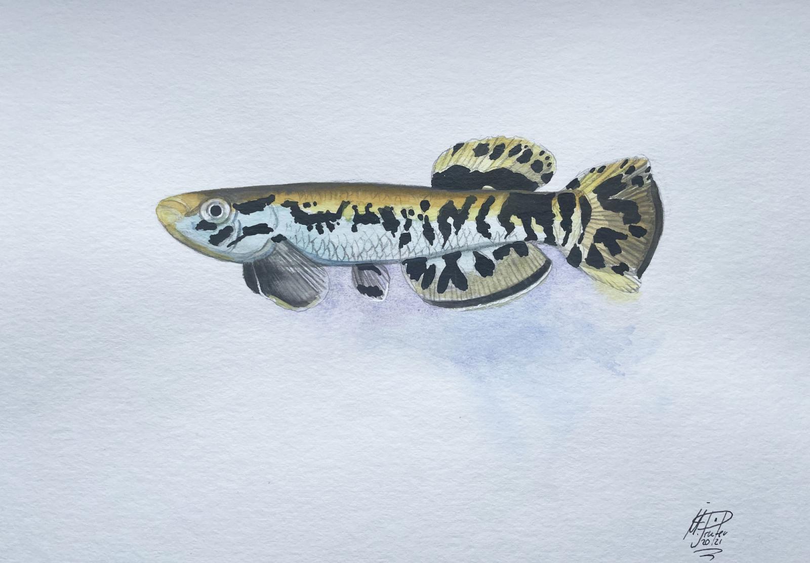 Aquarell Killifisch