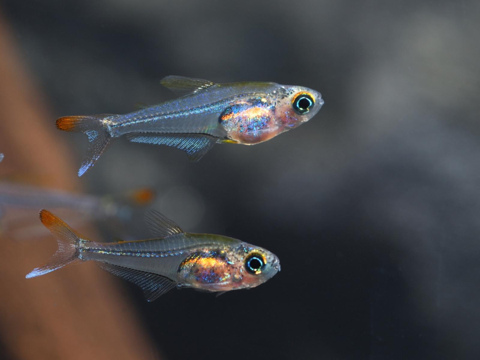 Pärchen Kolibri Salmler im Aquarium