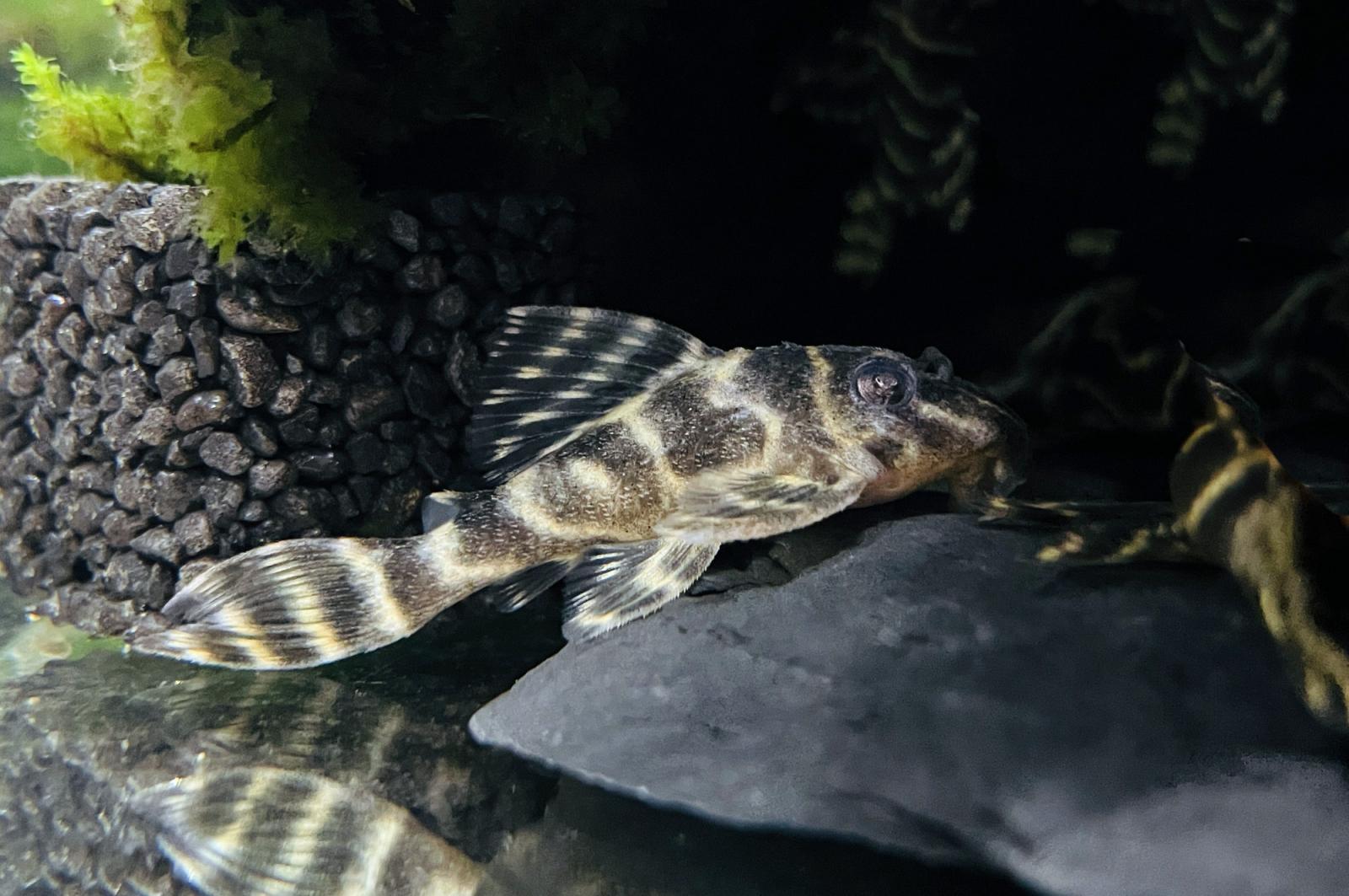 Yellow Zebra - L 401 - Hypancistrus sp. im Aquarium