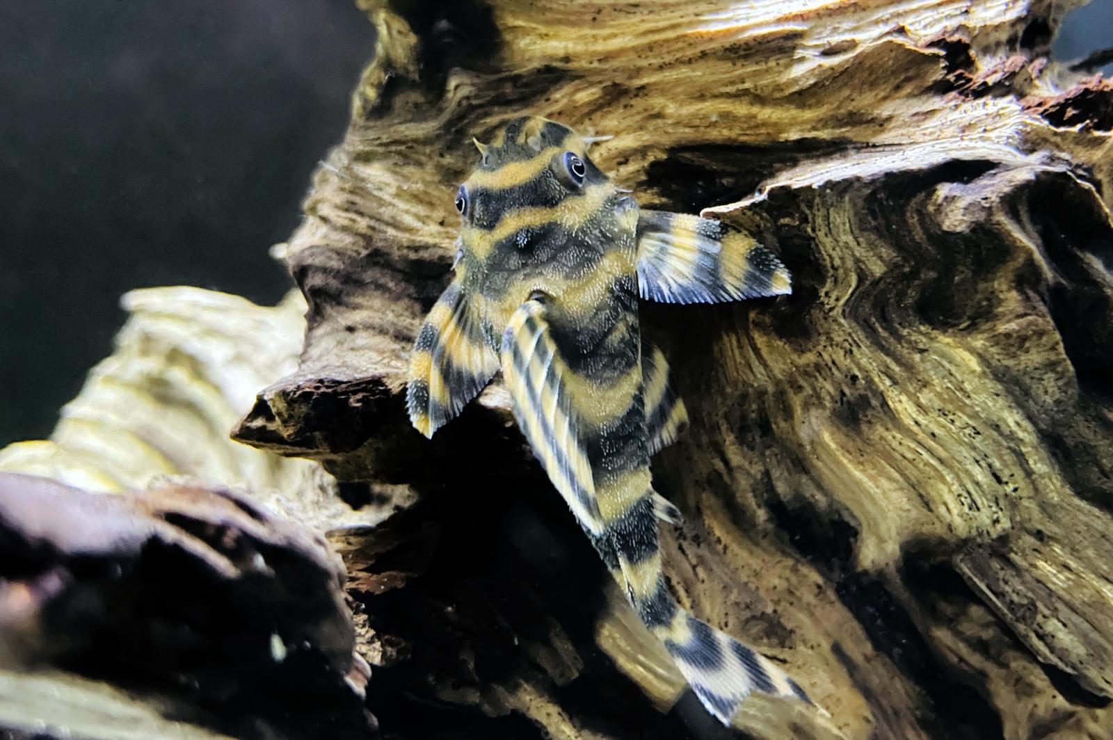 Tiger-Zwergschilderwels - L80 - Peckoltia sp auf einer Wurzel