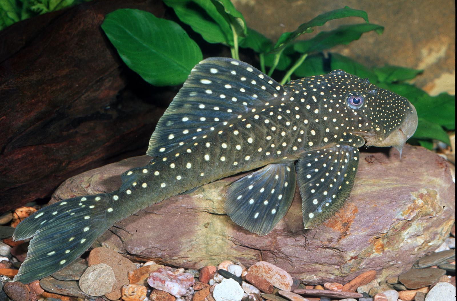 Blauer Phantomwels – L128 - Hemiancistrus sp. auf einem Stein im Aquarium