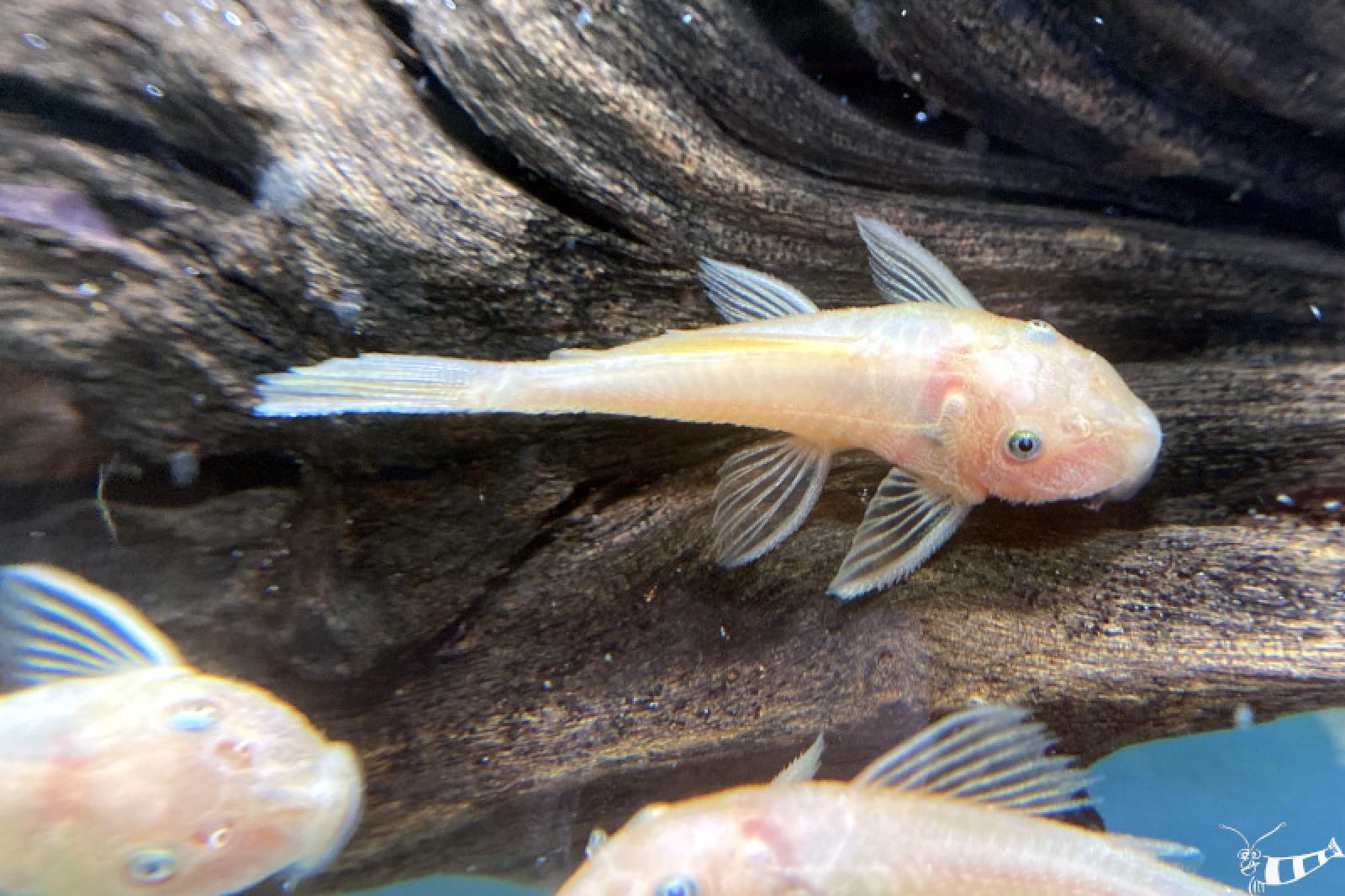 Gelber Antennenwels - L 144 - Ancistrus sp. blue eye auf einer Wurzel im Aquarium