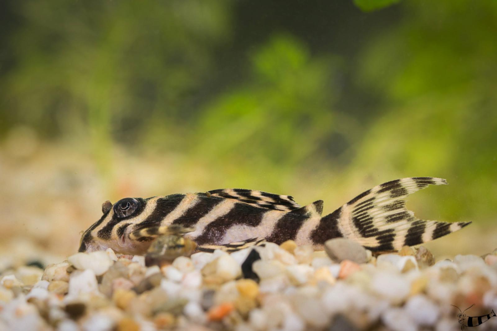 Königstiger Harnischwels - L 333 - Hypancistrus sp. auf hellem Kies