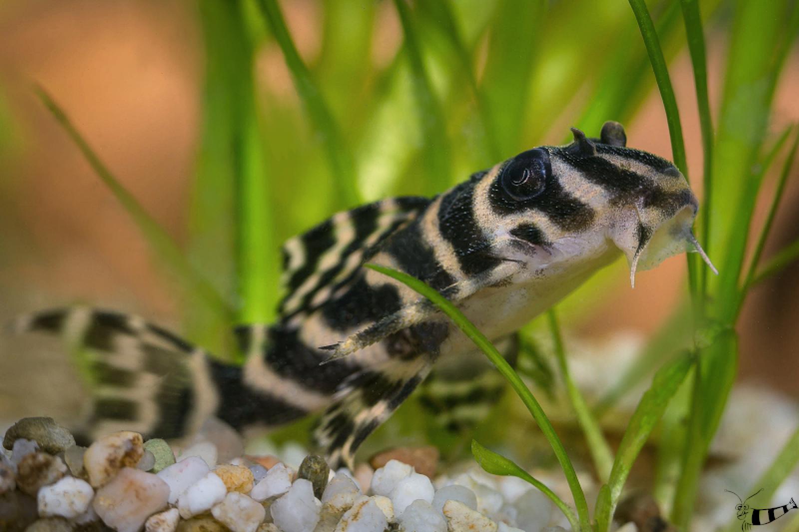 L 333 Königstiger Harnischwels zwischen Pflanzen im Aquarium