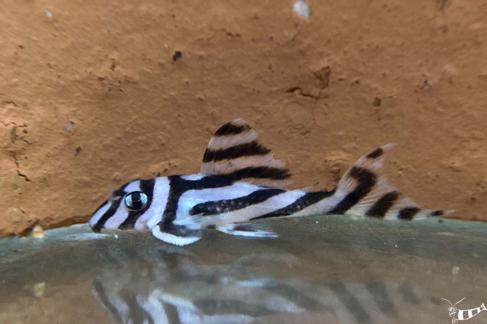 Zebra Harnischwels - L 46 - Hypancistrus zebra in der Höhle