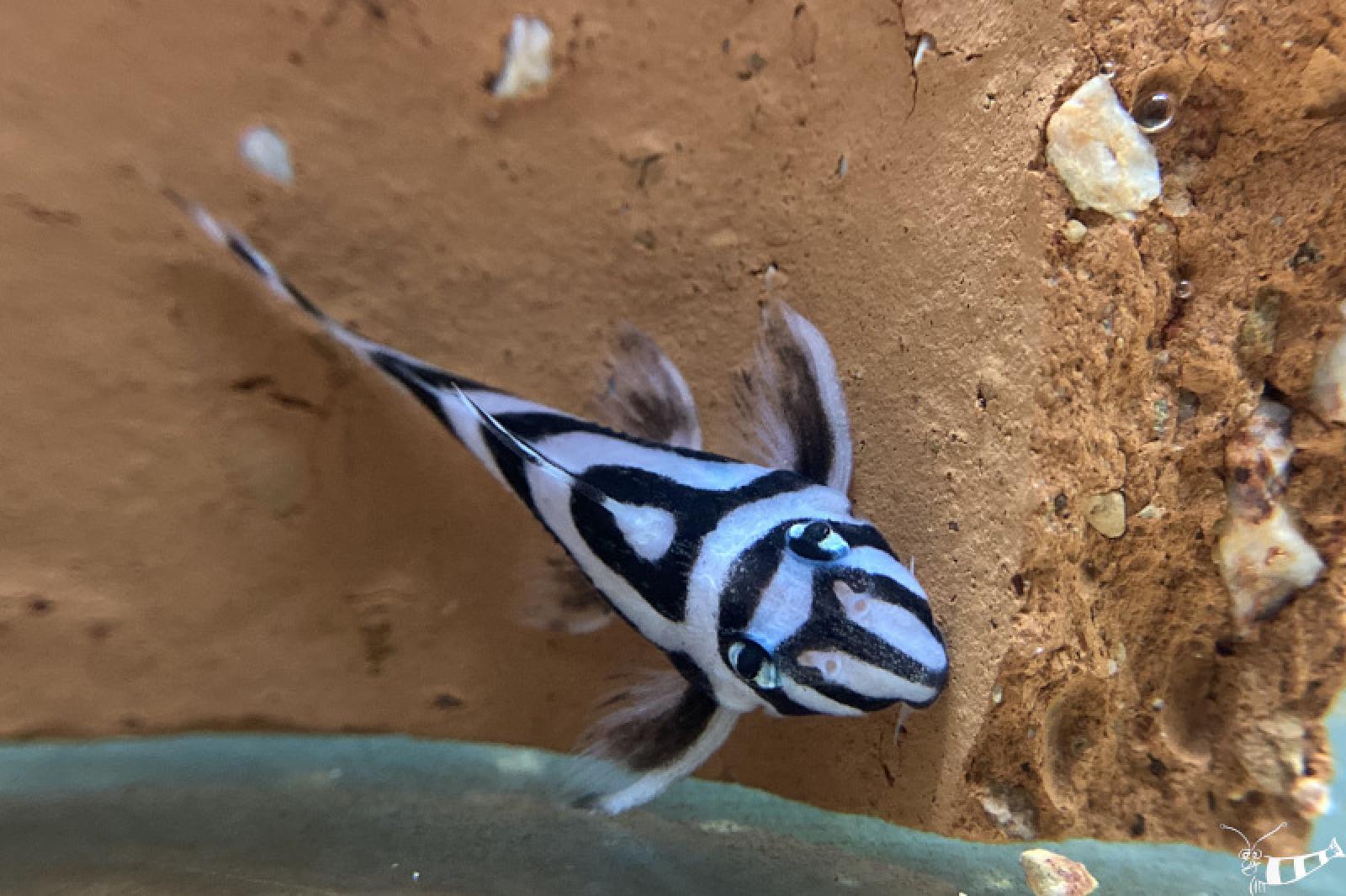 L 46 Zebra Harnischwels mit wunderschöner Zeichnung