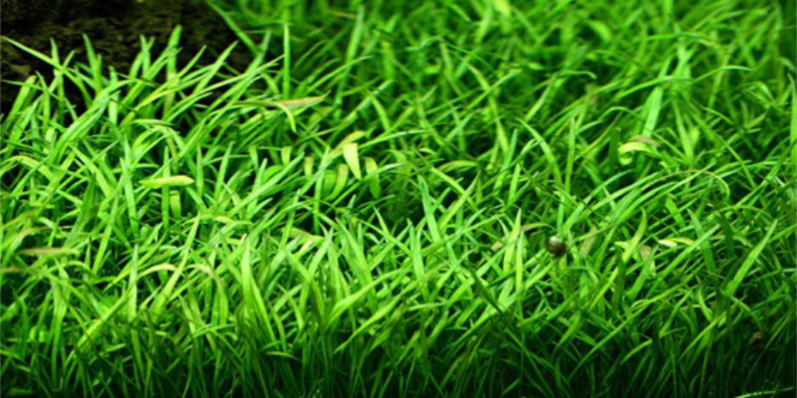 Lilaeopsis brasiliensis, Neuseeland-Graspflanze - Tropica 1-2-Grow, im Aquarium.