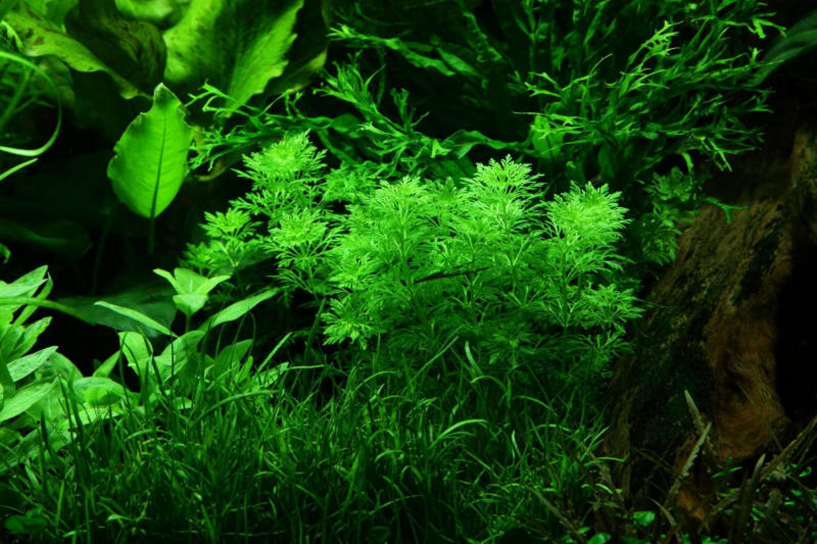 Blütenstielloser Sumpffreund - Limnophila sessiliflora, im Aquarium.