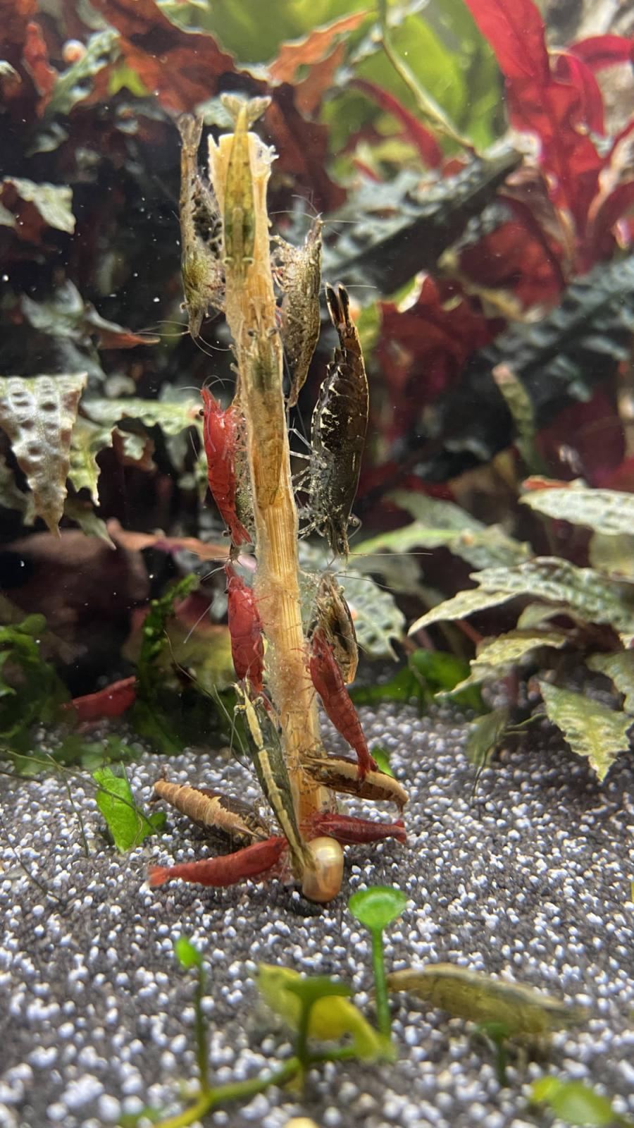 Garnelenlutscher im Aquarium mit ganz vielen Garnelen daran
