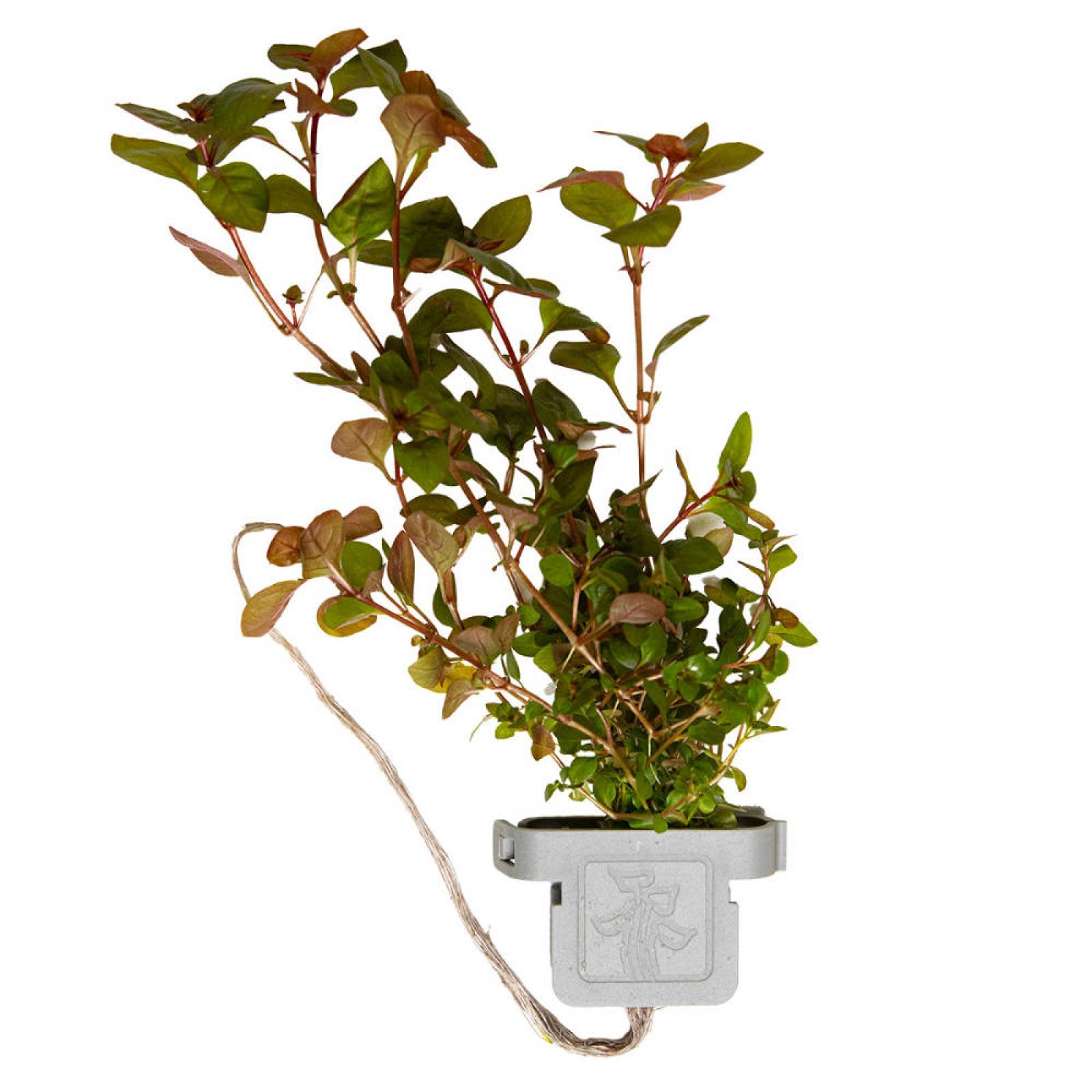 Kleine tiefrote Ludwigie - Ludwigia palustris "Super Red", in der Nahaufnahme.