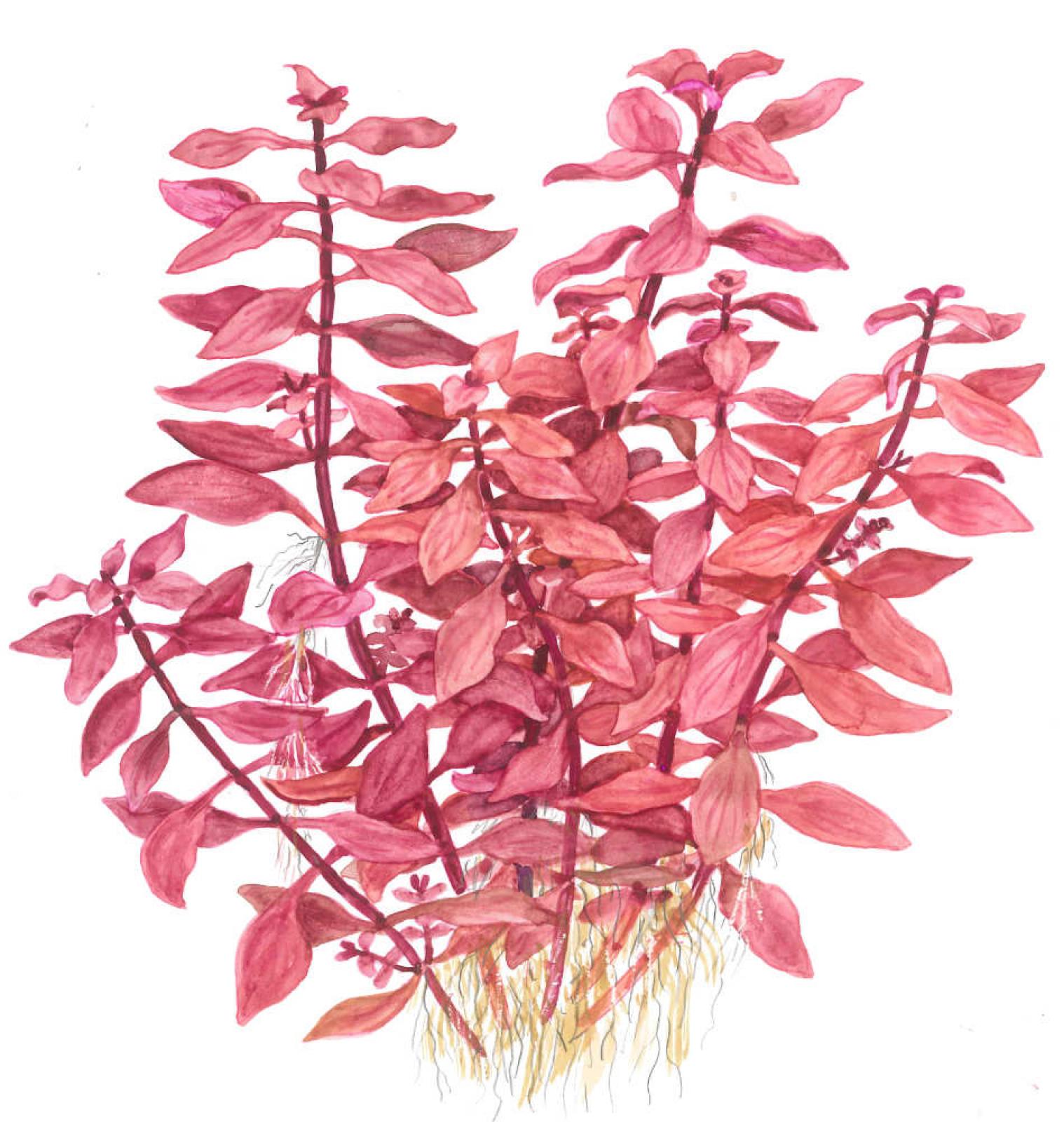 Kleine tiefrote Ludwigie - Ludwigia palustris "Super Red", als Zeichnung.