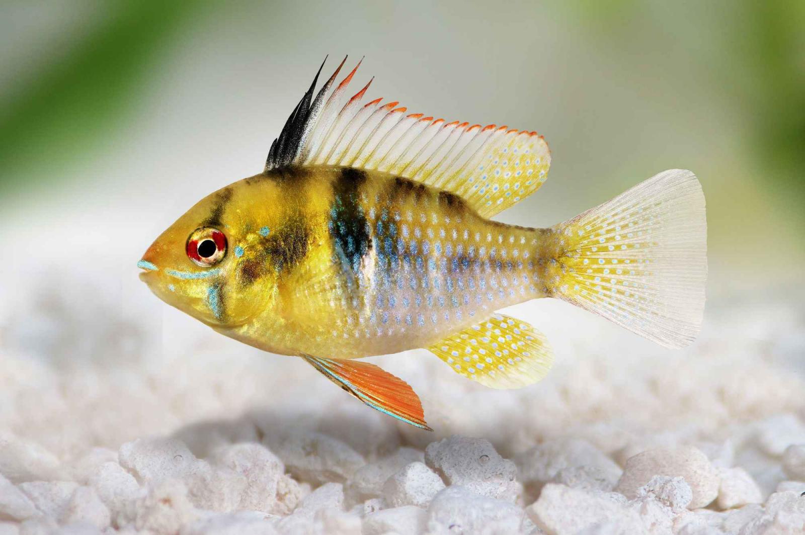 Schmetterlingsbuntbarsch - Mikrogeophagus ramirezi Männchen von der Seite