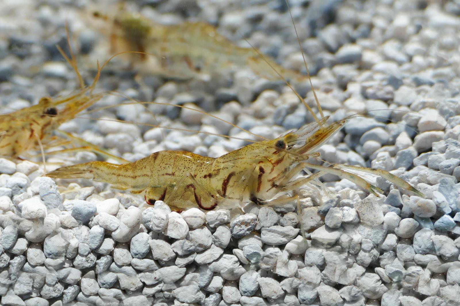 Glasgarnele, Macrobrachium lanchesteri  ein kleiner Kobold im Aquarium