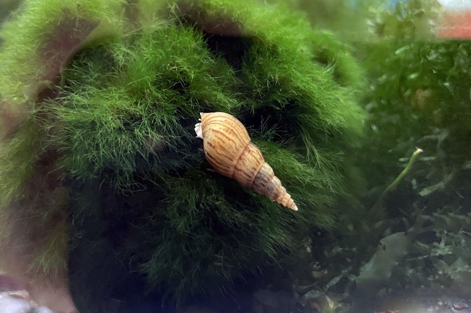 Malaiische Turmdeckelschnecke TDS Melanoides tuberculata ein nützlicher Helfer im Aquarium