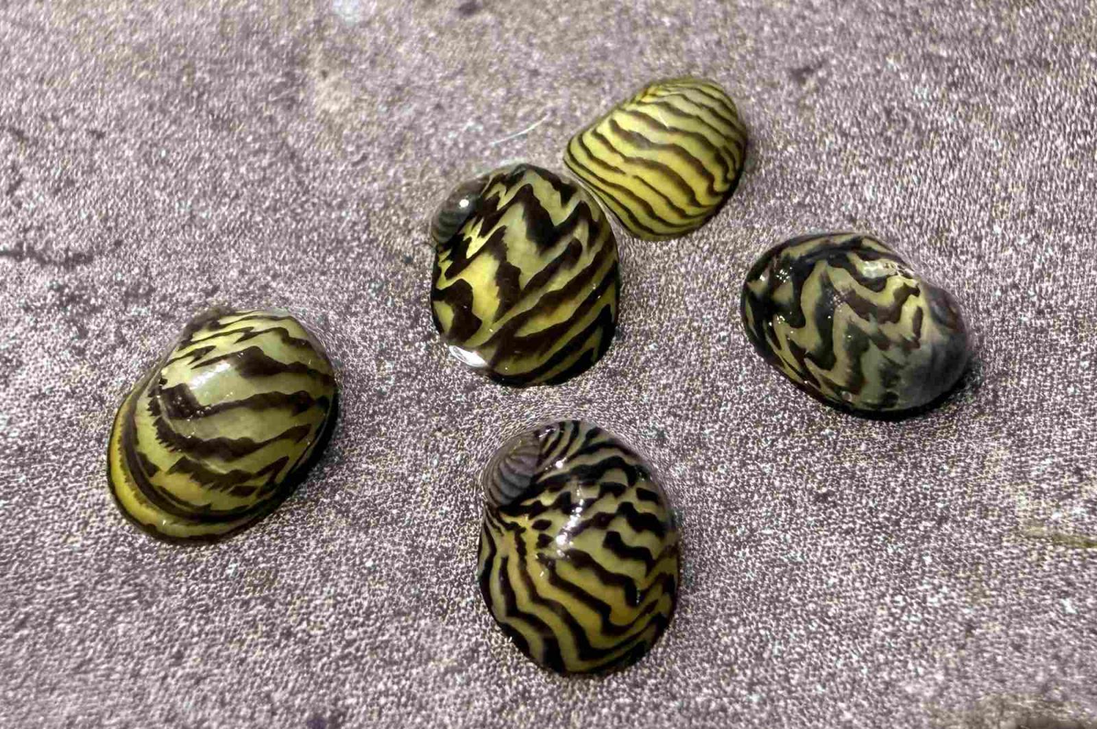 Balkan Napfschnecke, Theodoxus dalmaticus bei uns nur als Deutsche Nachzucht erhältlich