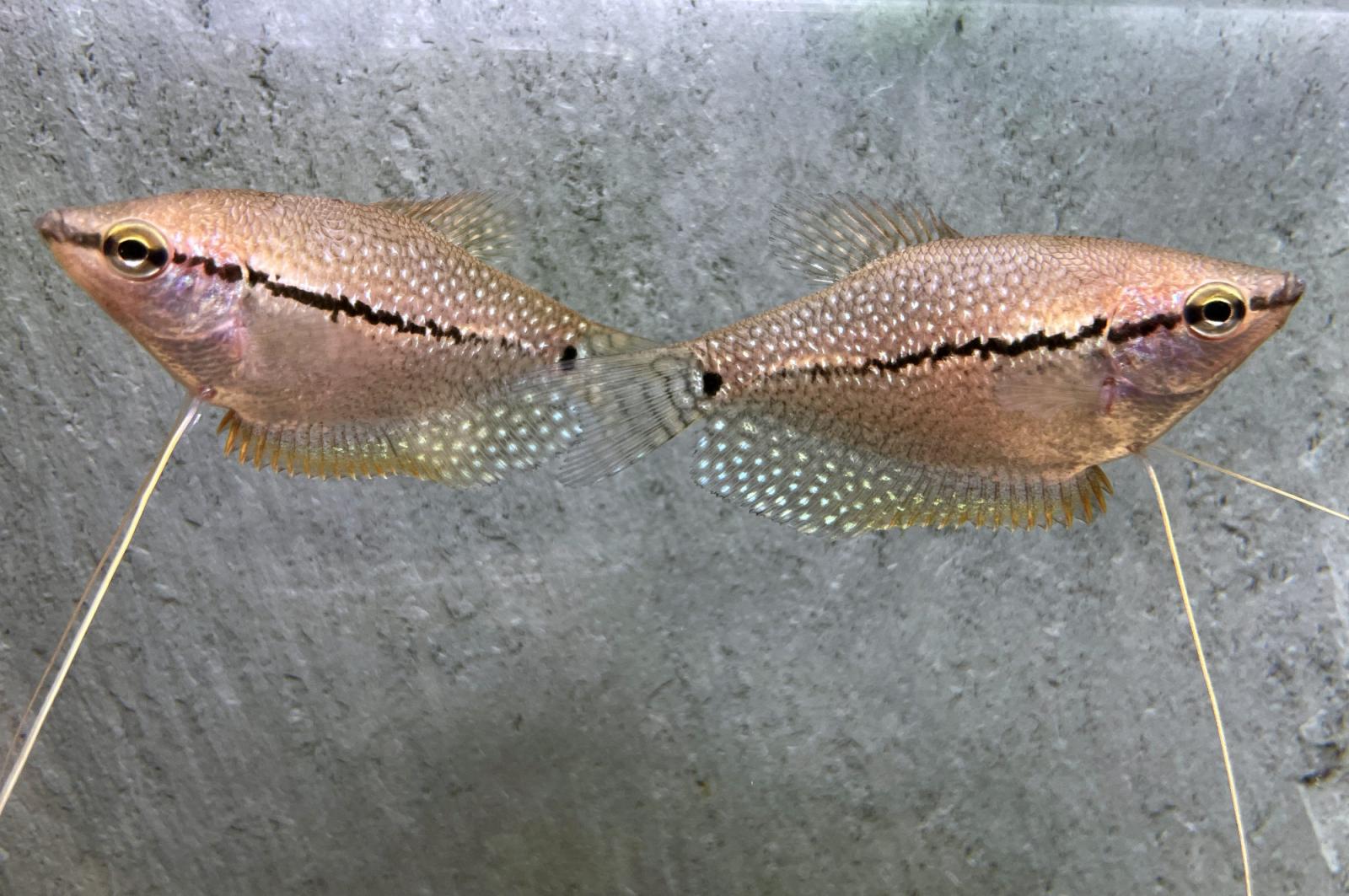 Mosaikfadenfisch - Trichogaster leeri, Pärchen im Aquarium