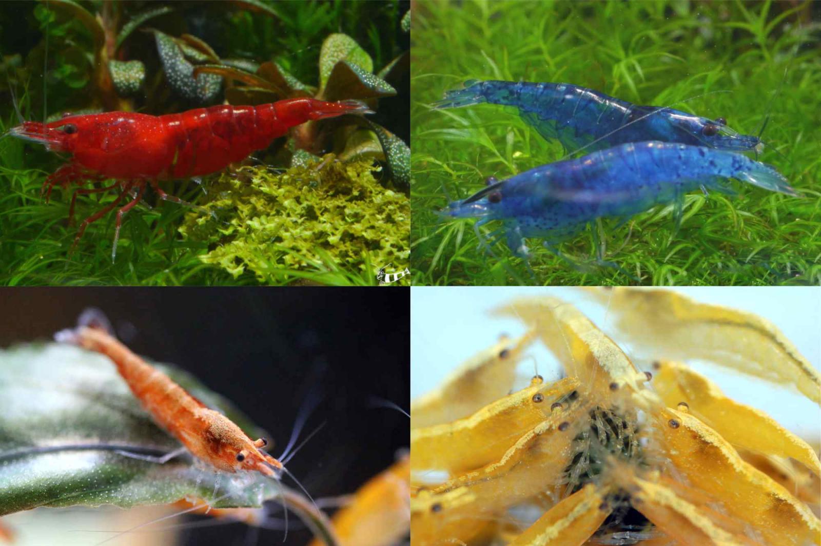 Verschiedene Farbvarianten von Neocaridina in bester Qualität