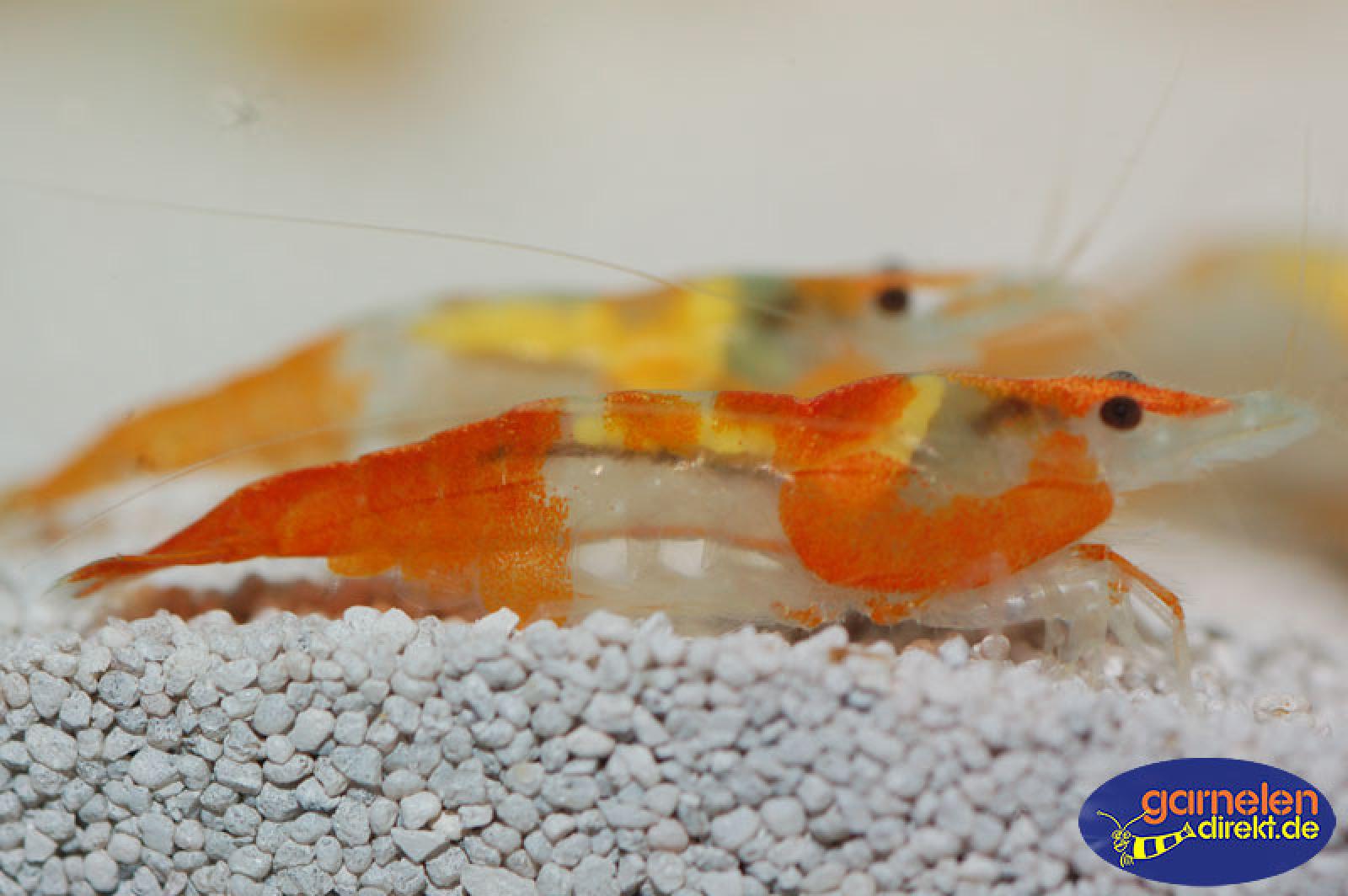 Orange Rili Garnele mit klarer Abgrenzung der orangenen Farbe