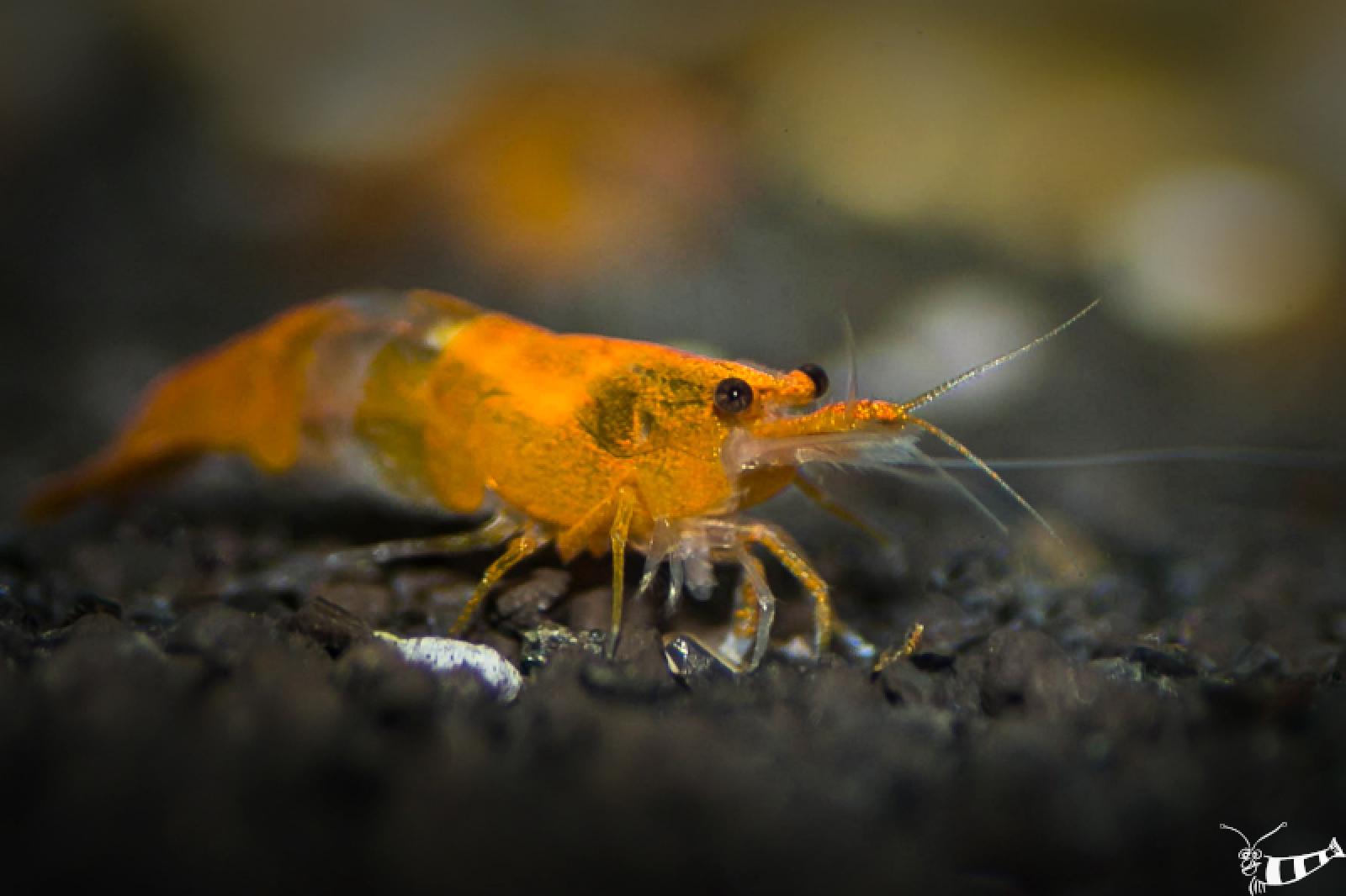Orange Rili Garnele mit sehr schön abgesetzter Färbung
