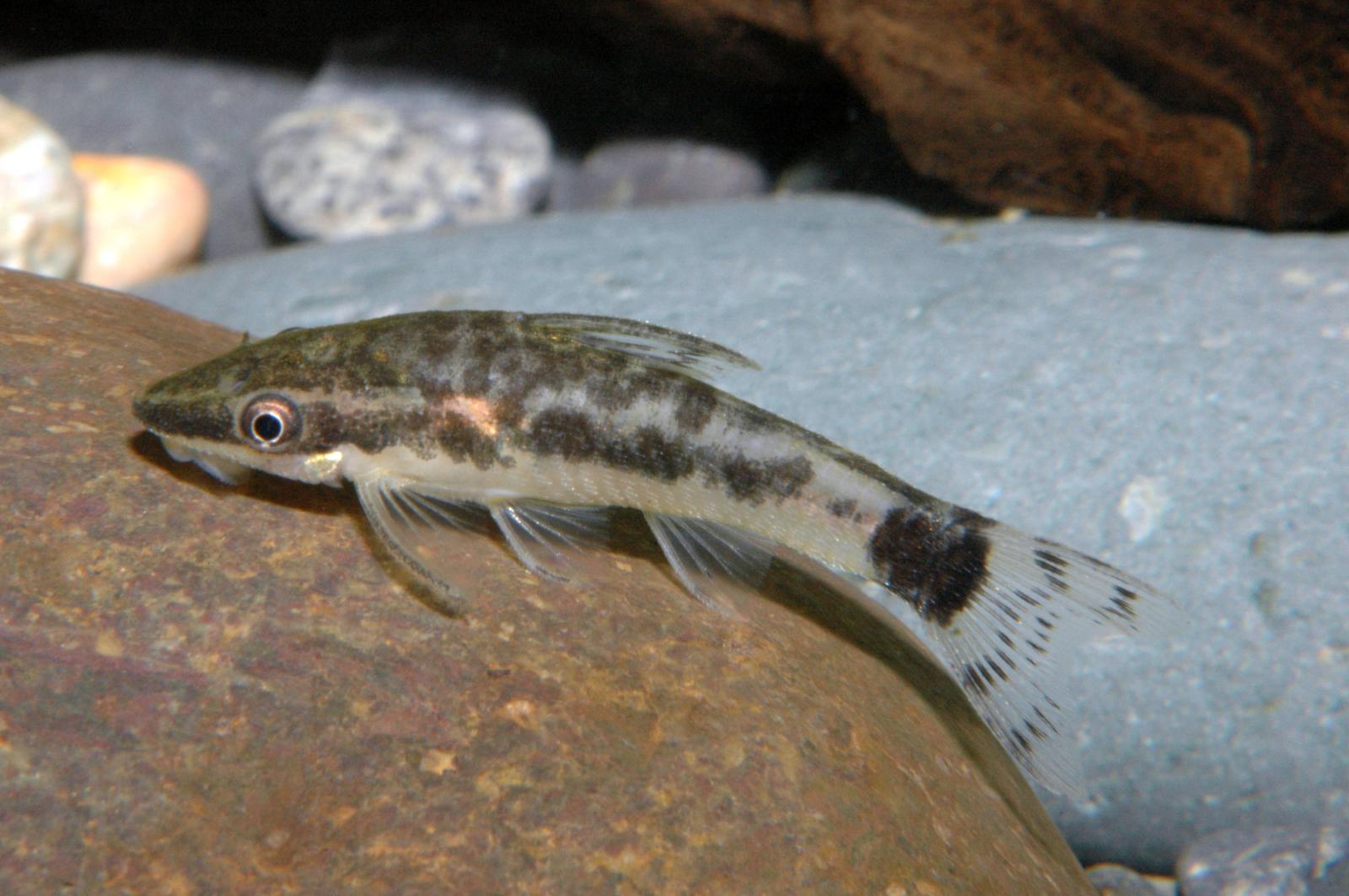 Ohrgitter Harnischwels - Otocinclus affinis