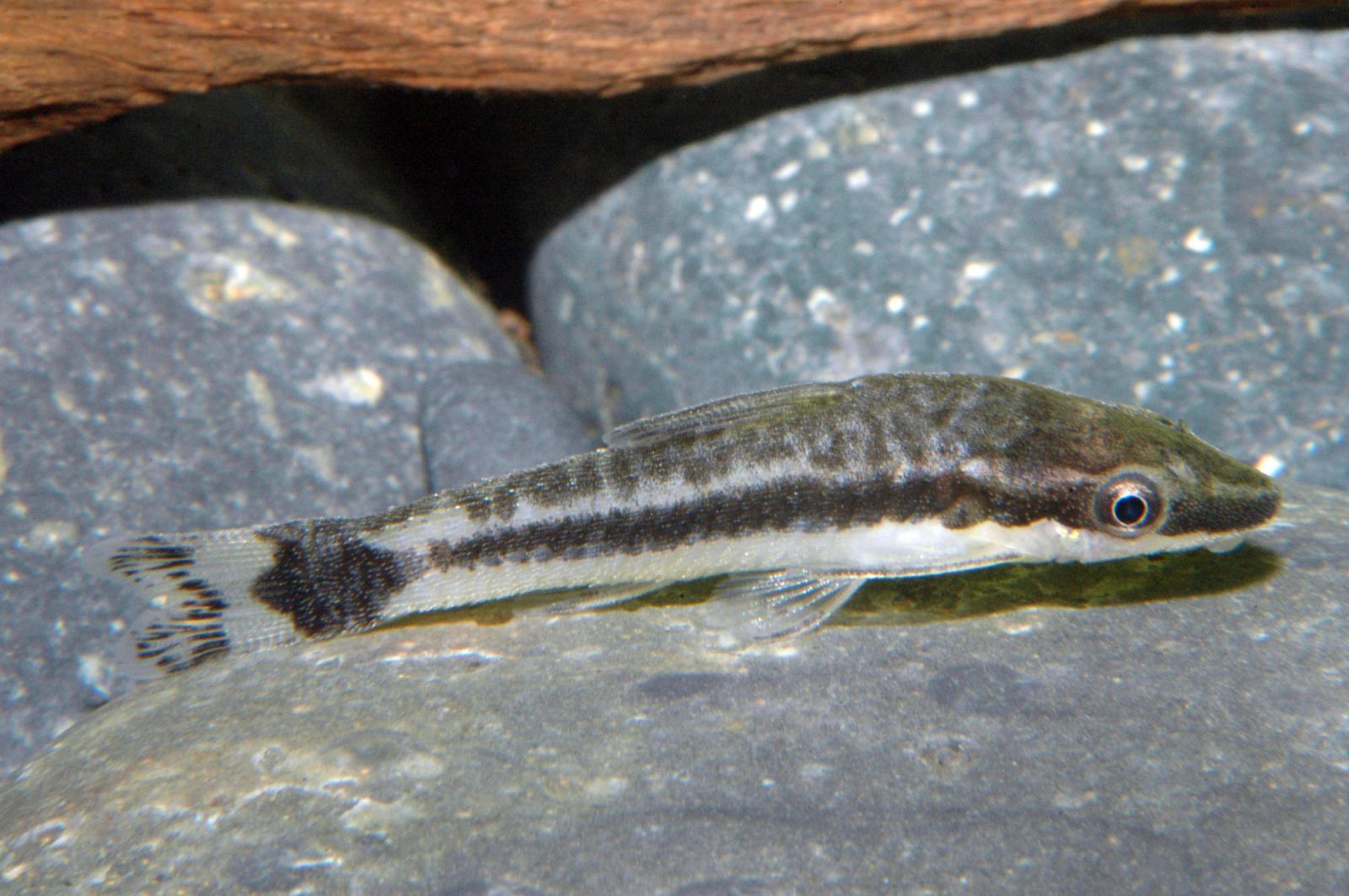 Ohrgitter Harnischwels - Otocinclus affinis