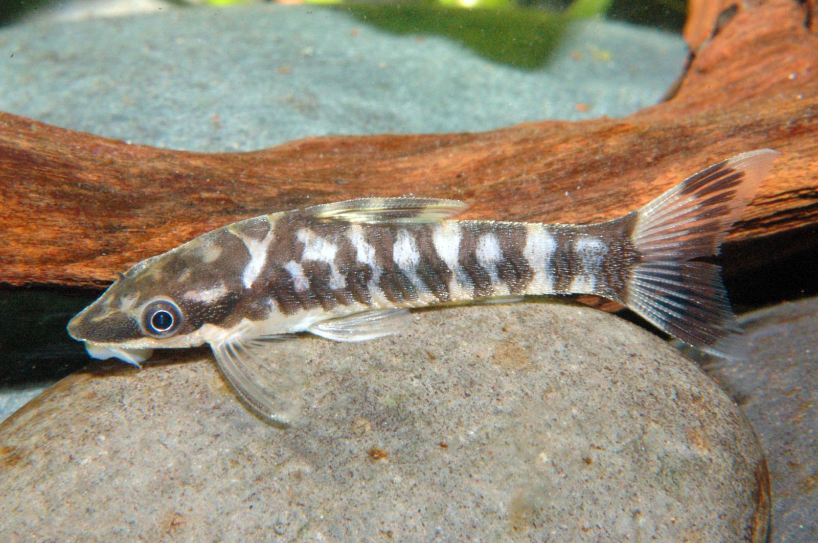 Zebra Ohrgitterharnischwels - Otocinclus cocama von der Seite