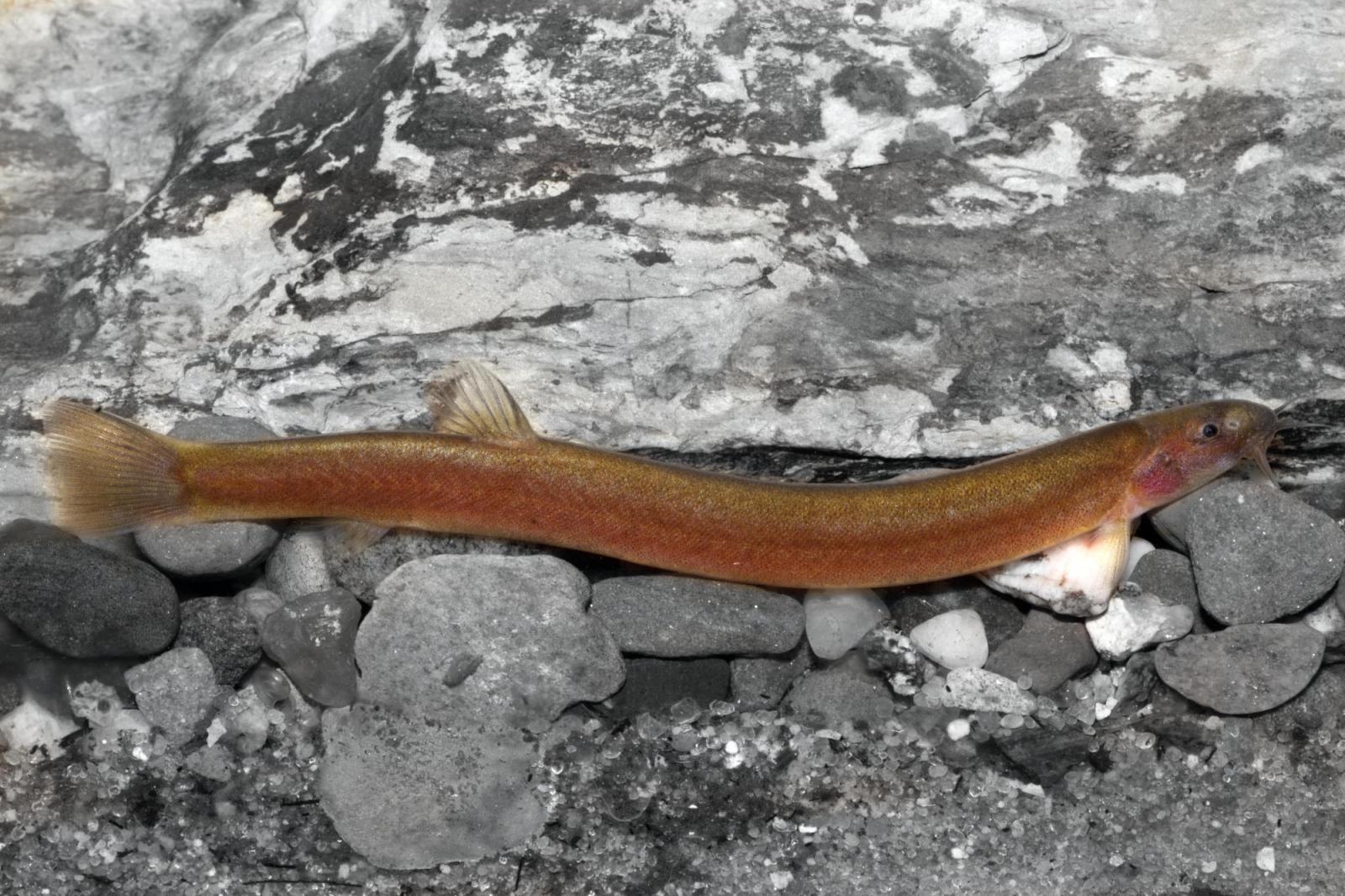 Schwarzes Dornauge – Pangio Pangia - Zimtfarben im Aquarium