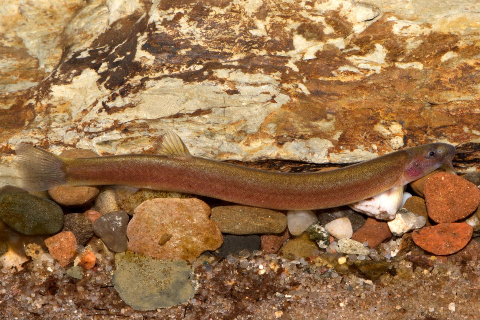 Schwarzes Dornauge – Pangio Pangia - Zimtfarben, vor einem Stein im Aquarium