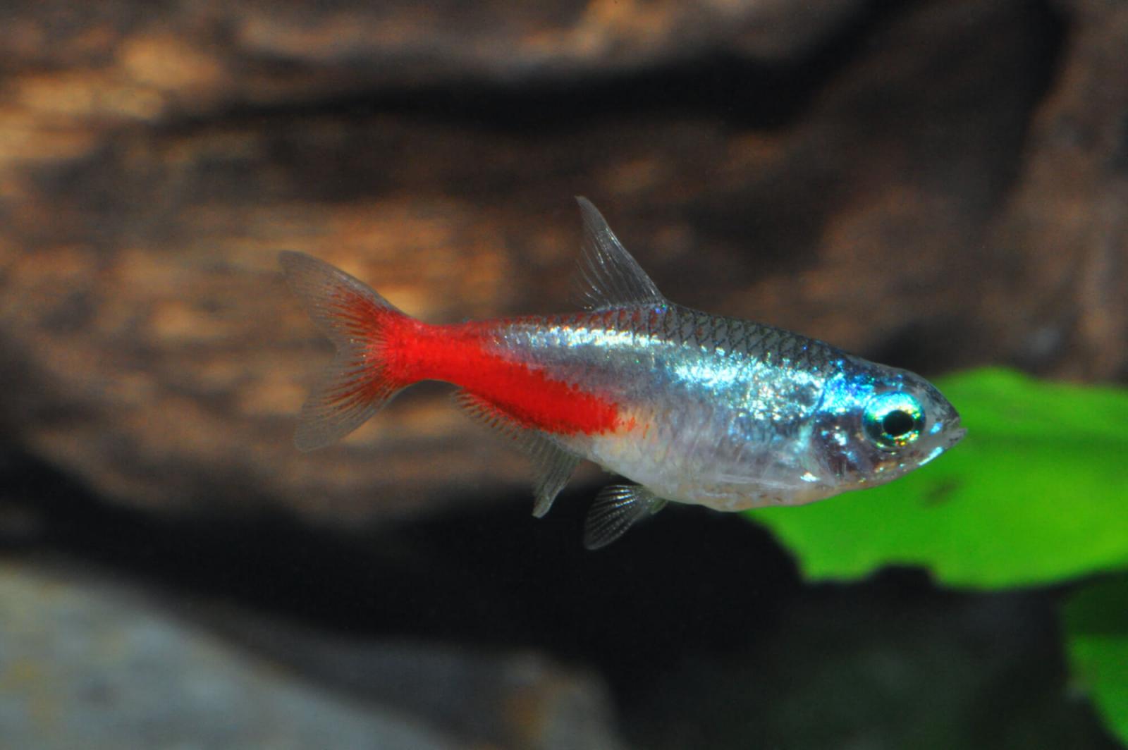 Neon Tetra Diamant – Paracheirodon innesi – Diamant-Neonsalmler