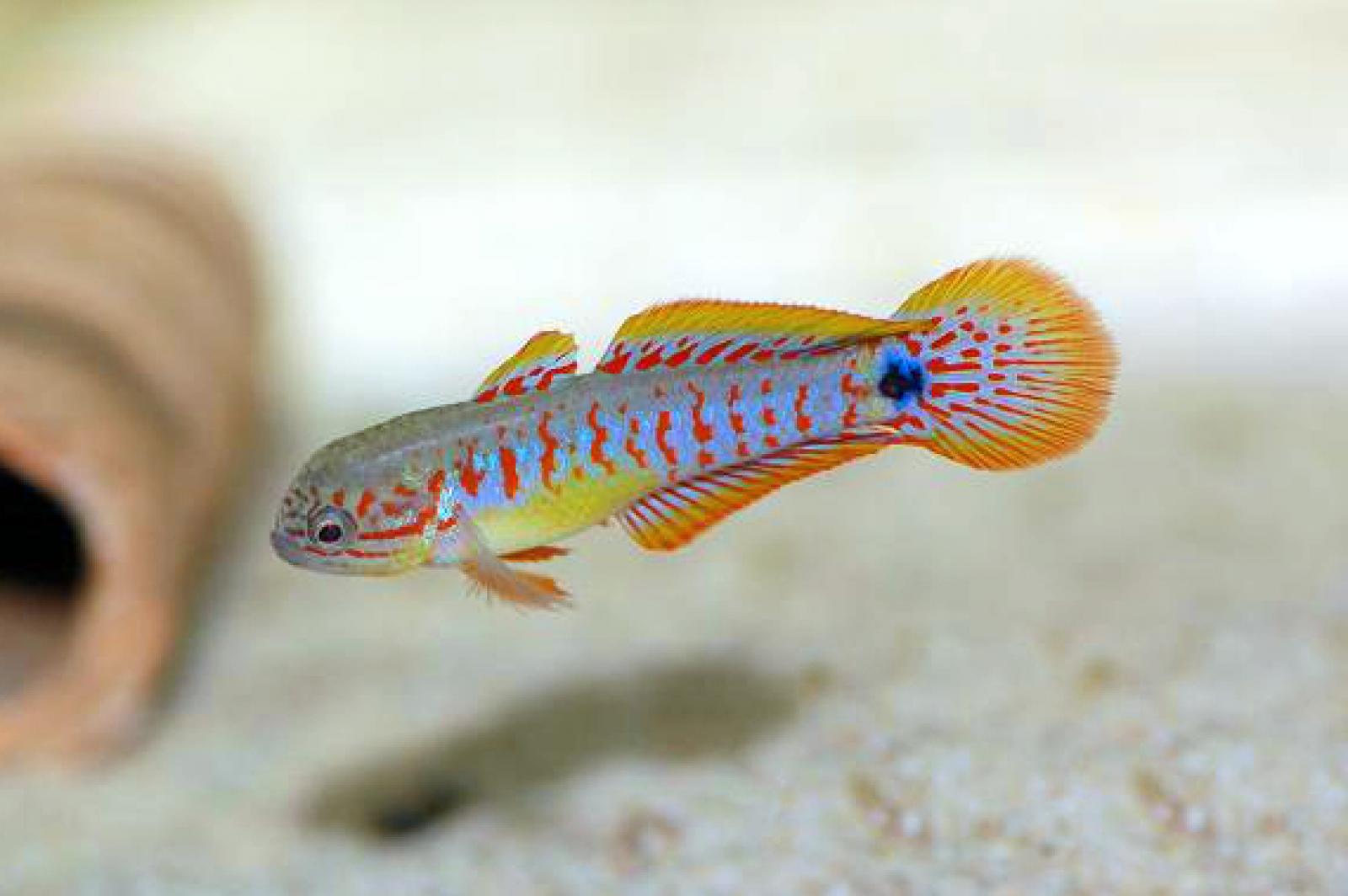 Pastellgrundel – Tateurndina ocellicauda Männchen im Aquarium