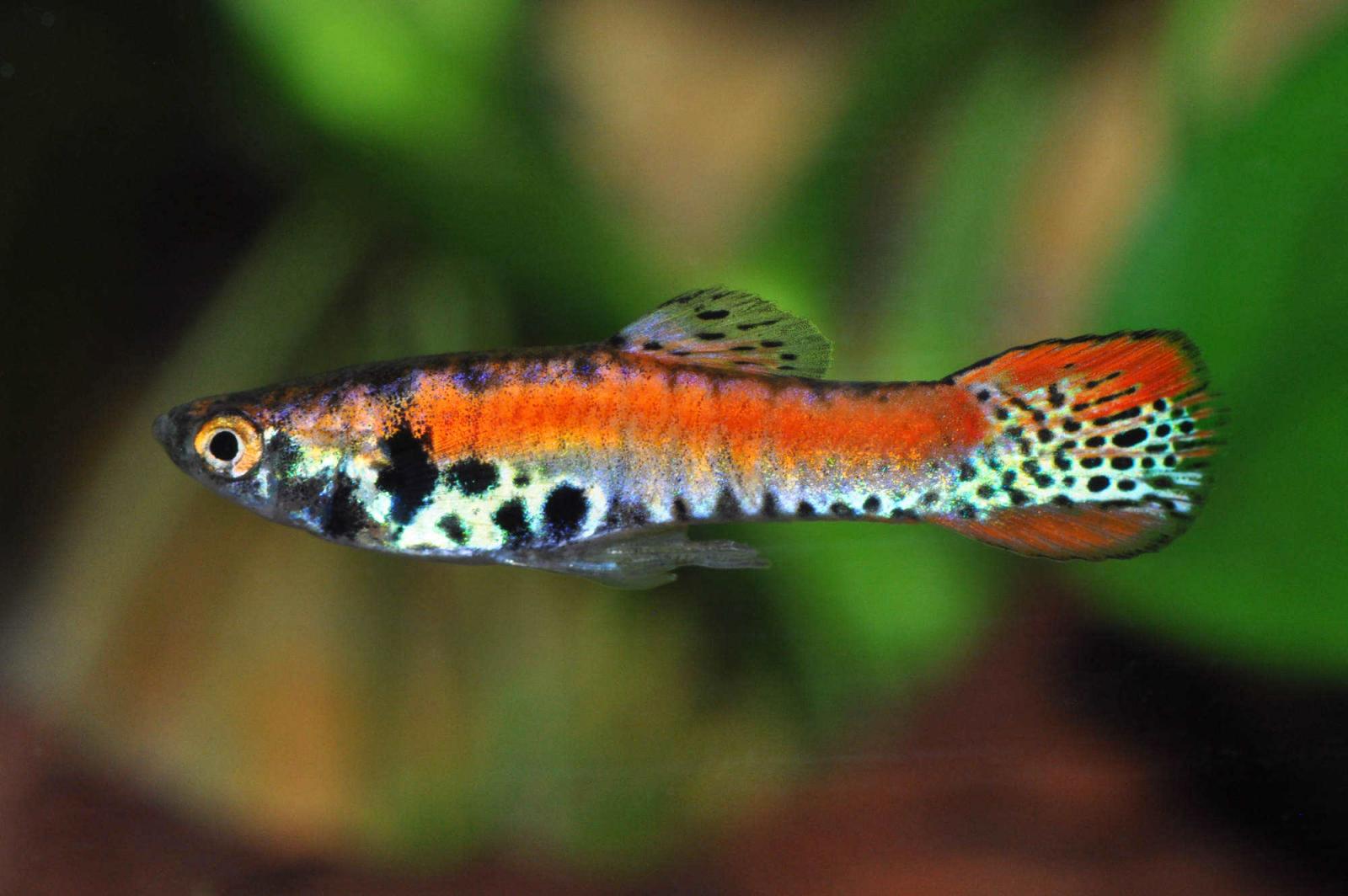 Endler Guppy Roter Tiger - Poecilia wingei Männchen von der Seite
