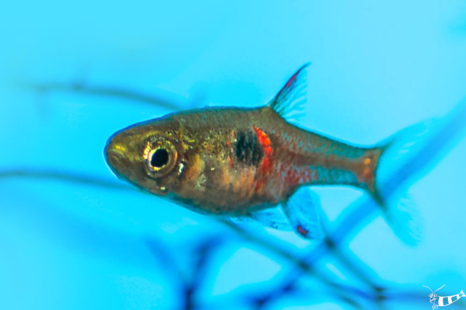 Erdbeer Zwergbärbling - Petch Noi - Boraras naevus im Aquarium